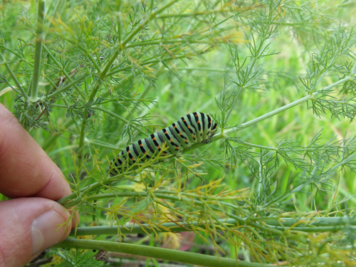 Larva di Papilio machaon